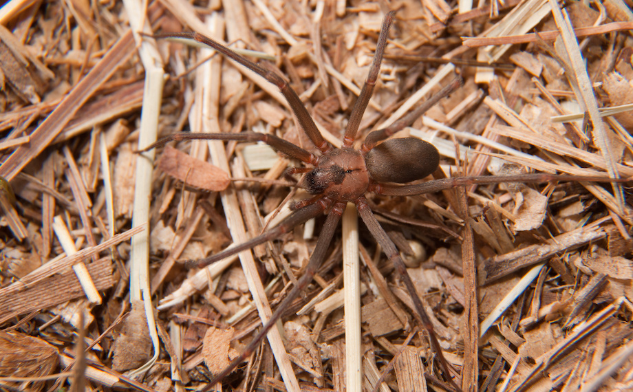 Koutník jedovatý Loxosceles reclusa